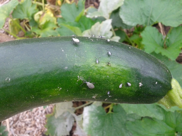 a cucumber that is about ready to be picked