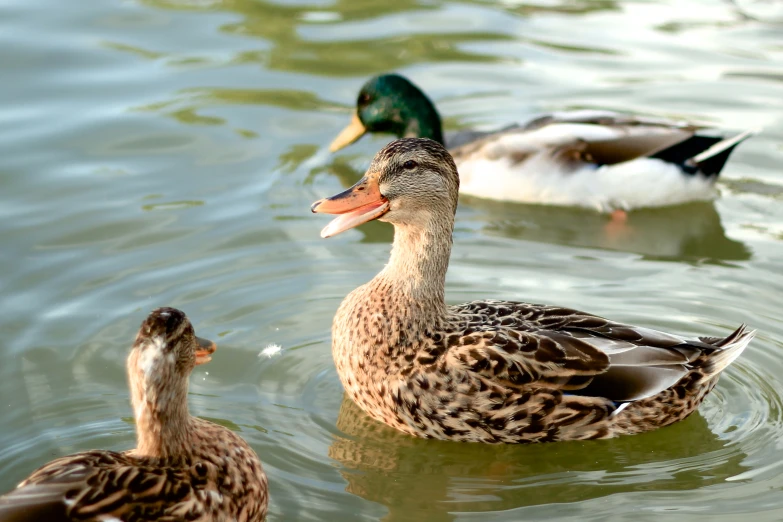 there are two ducks swimming in the water