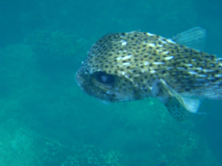 a fish is seen looking through the water