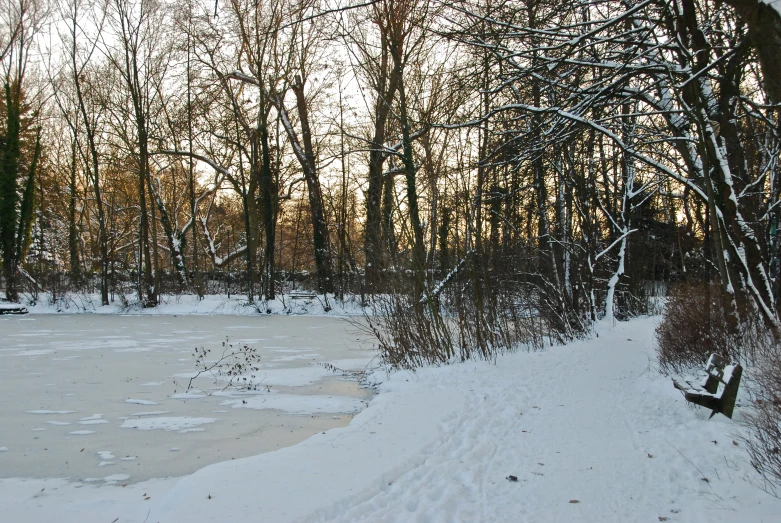 snowy trees, frozen pond and sidewalk along bank