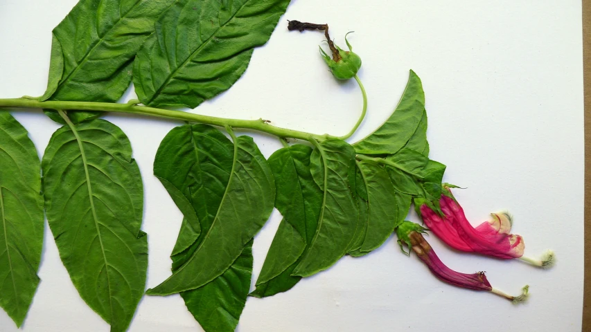 two leaves are cut in half to reveal the insides of a flower