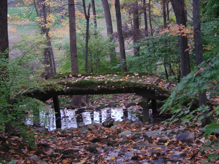 some brown leaves and a bridge in the woods