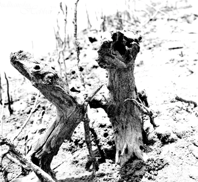 a black and white image of two trunks on a sandy beach