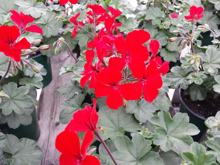 red flowers with green leaves in a garden