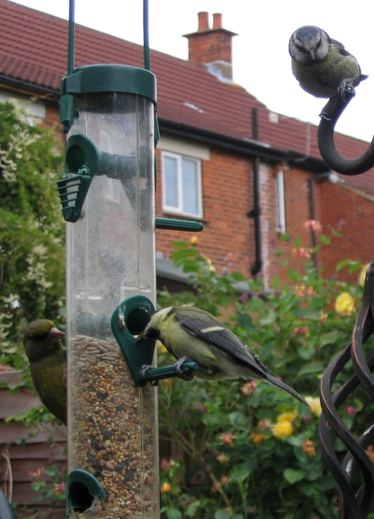 birds feeding from the bird feeder outside a house