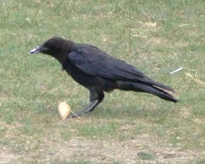 a black crow standing on top of a green field