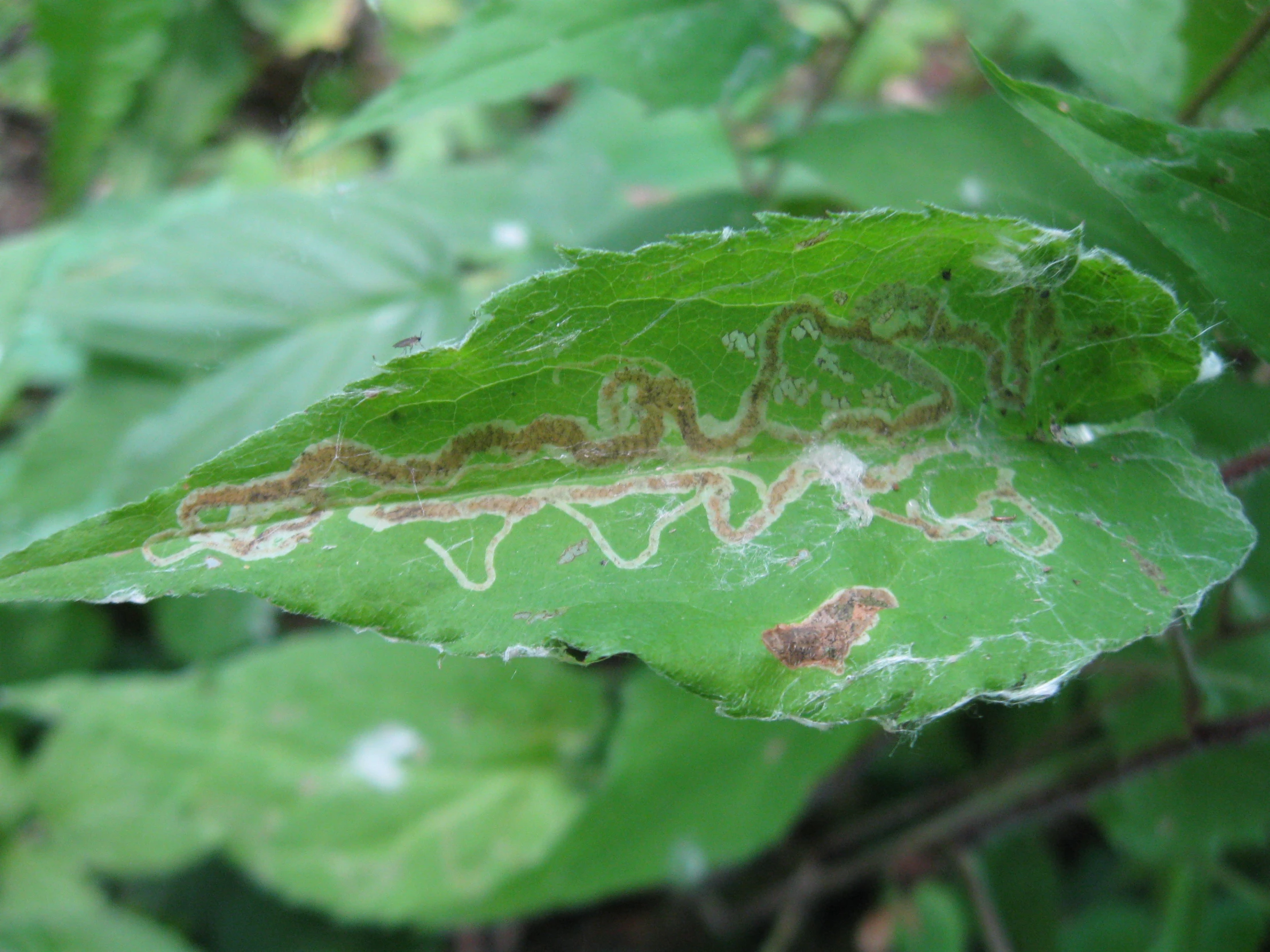 some sort of moldy substance on some kind of green leaf