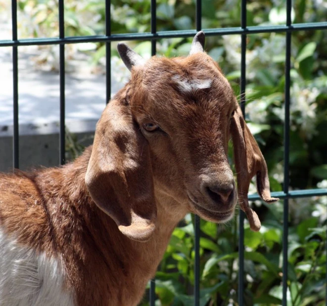 a small goat stands inside an enclosure with green foliage