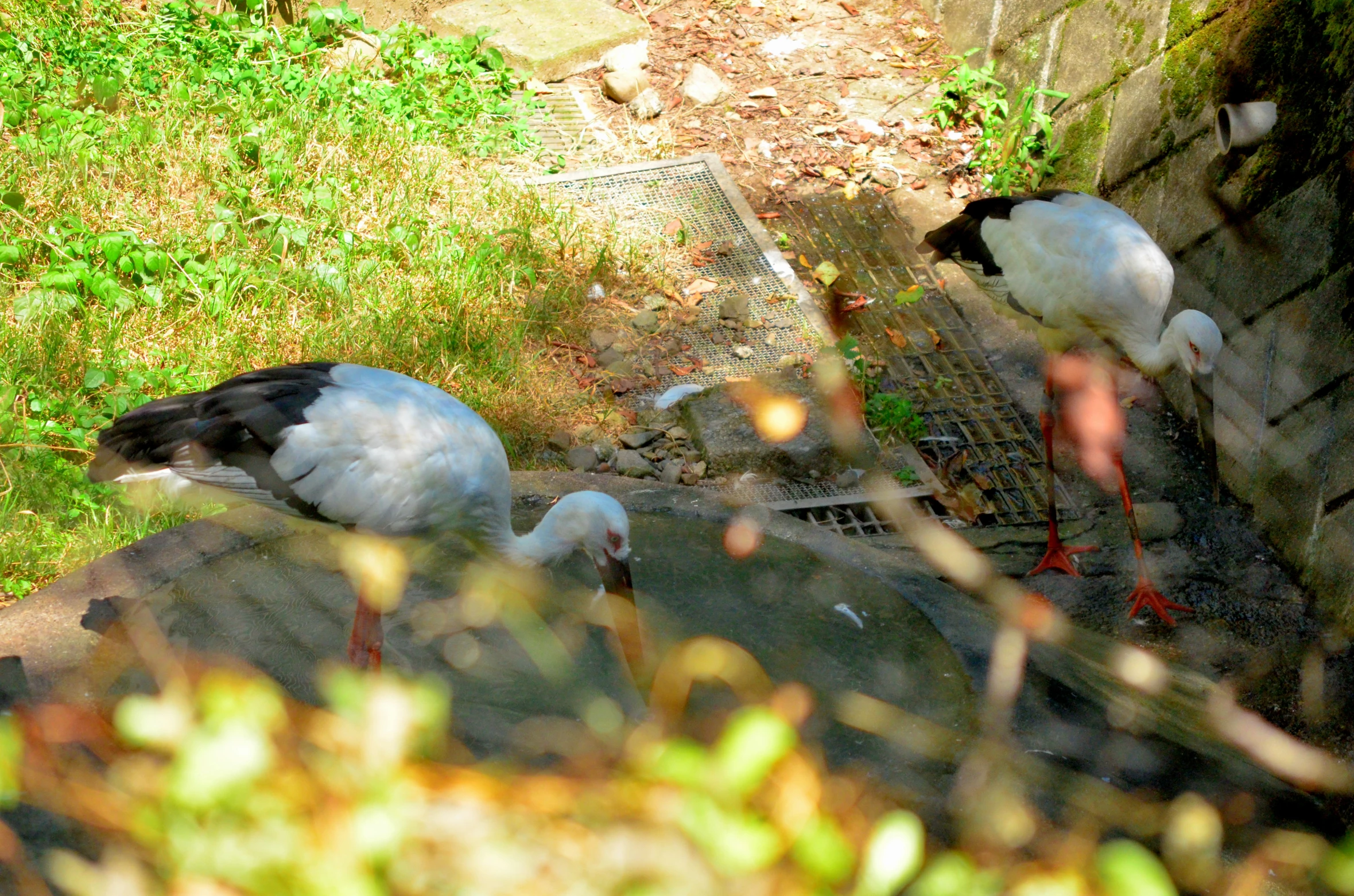 two birds that are standing in the grass