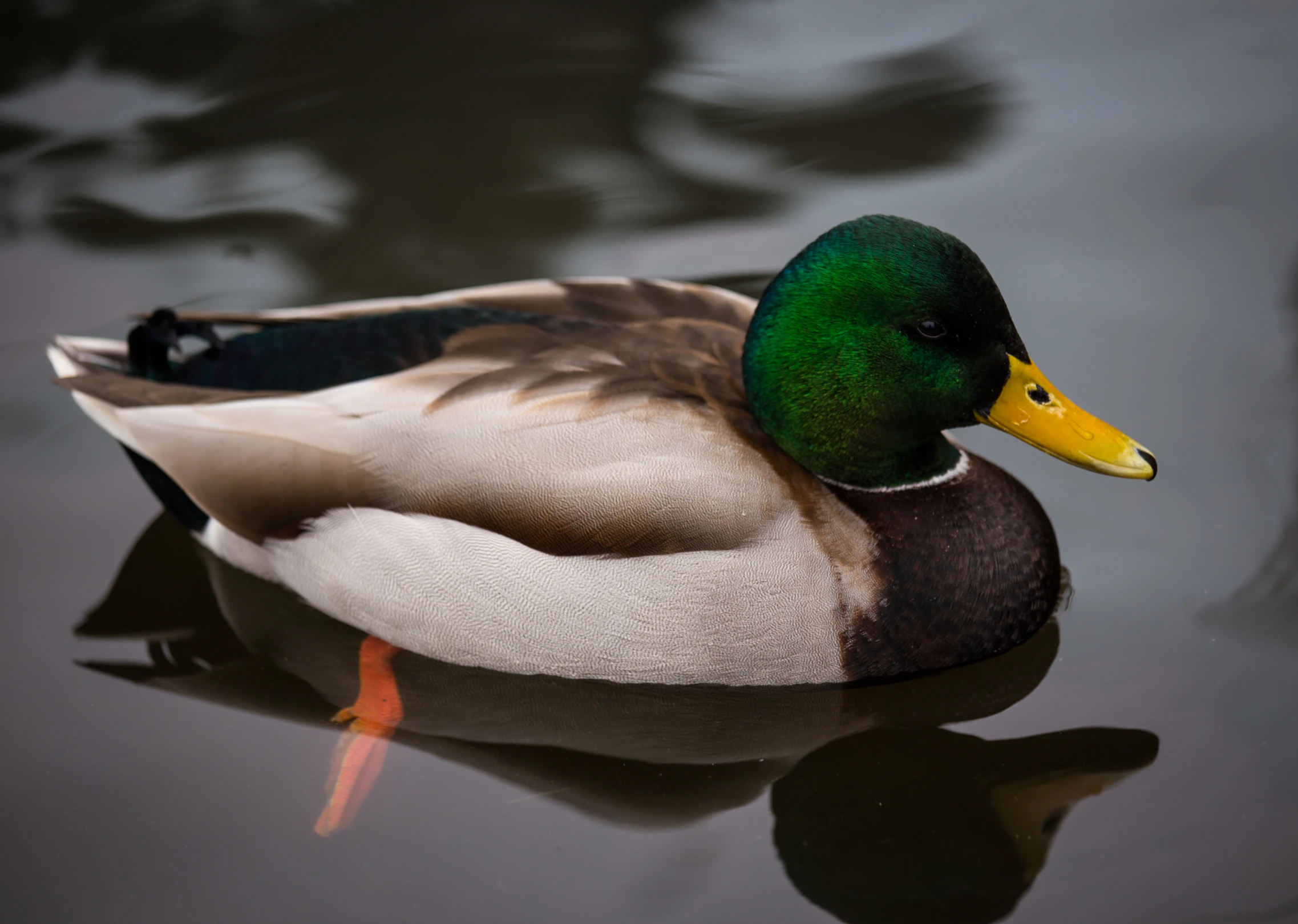 a green and white duck sitting on the water