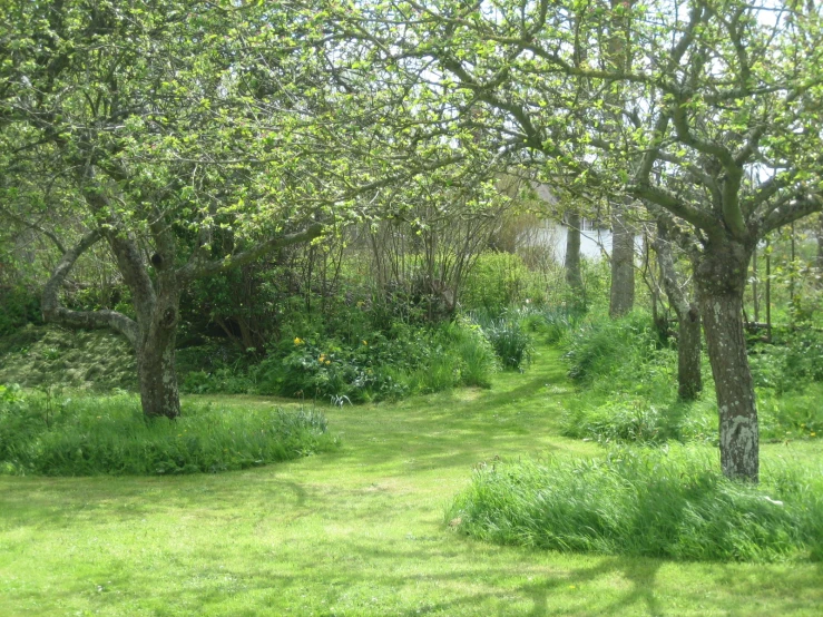 a lush green field filled with lots of trees