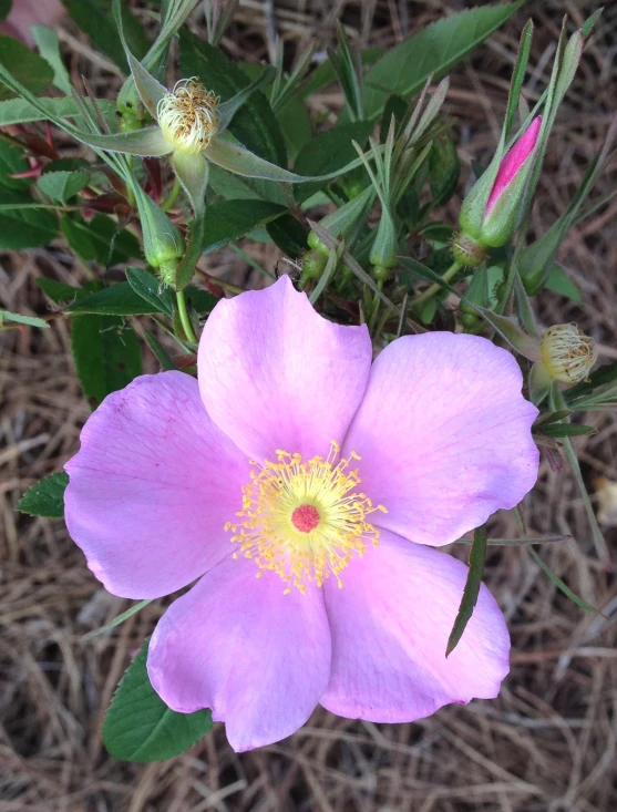 this is pink flower with a yellow center