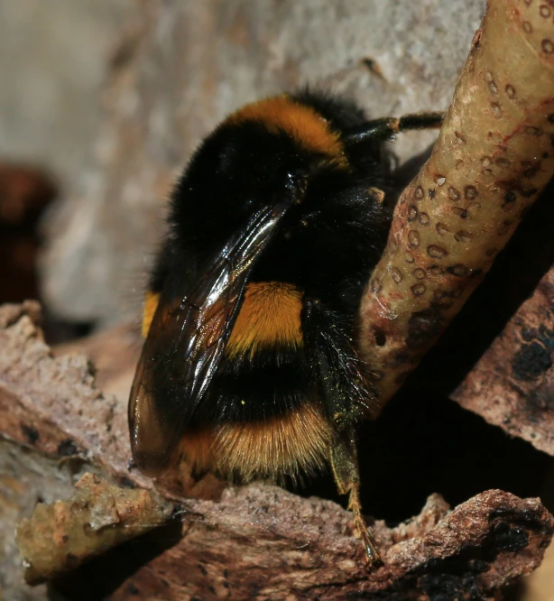 a brown and black bee sitting on top of a leaf