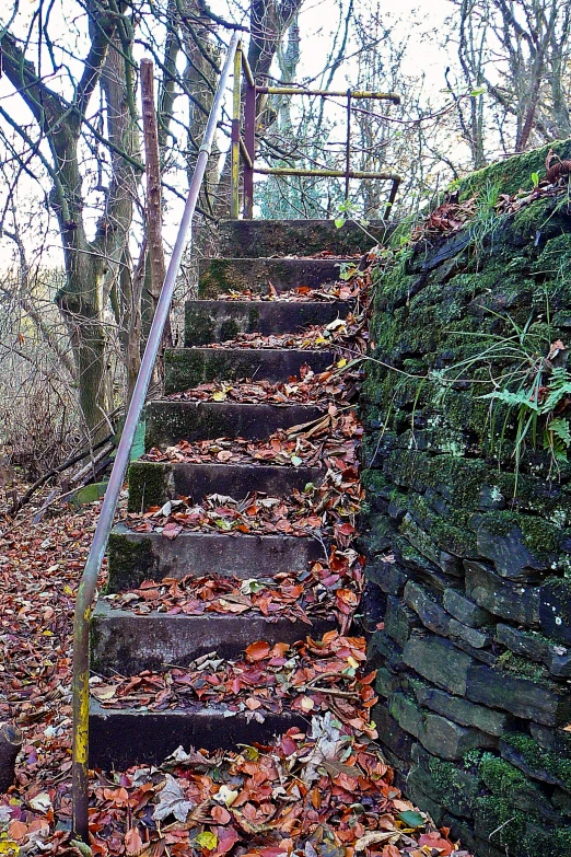 a stair climb in a woods with leaves on the ground