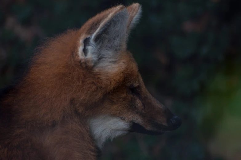 this is an animal that looks like it is standing in the woods