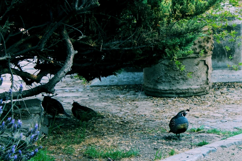 a large bird sitting in a park area
