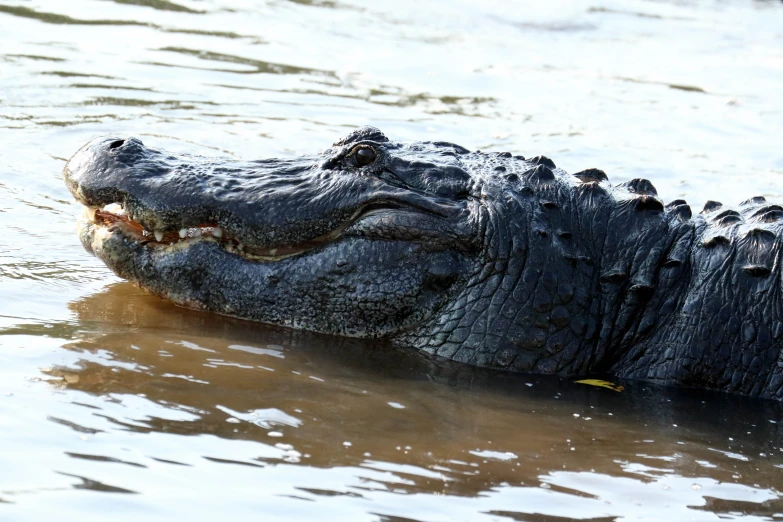 an alligator laying in the water with its mouth open