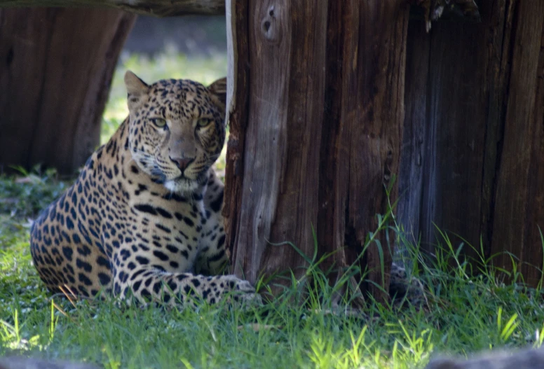 the jaguar sits near the edge of a tree trunk