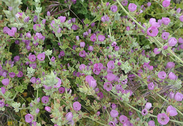 purple flowers blooming on the top of a green plant