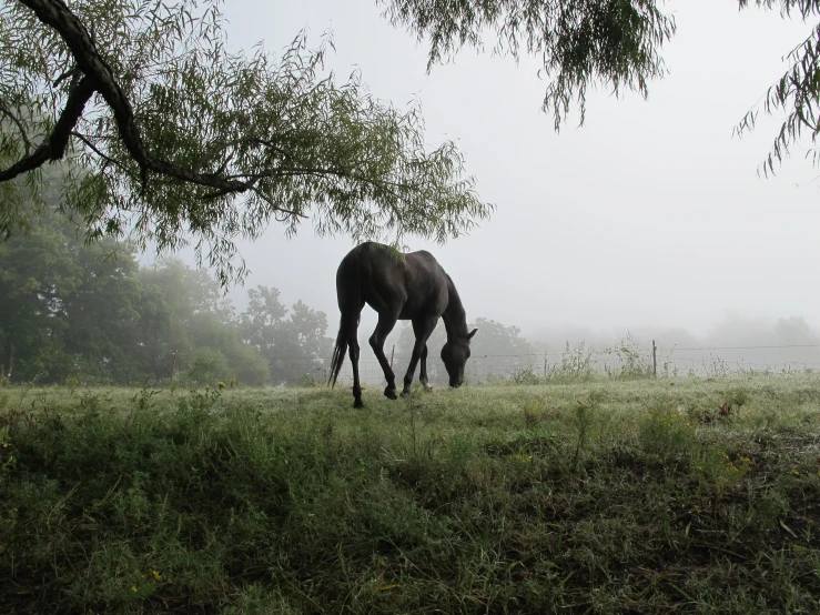 there is a horse that is standing in the grass