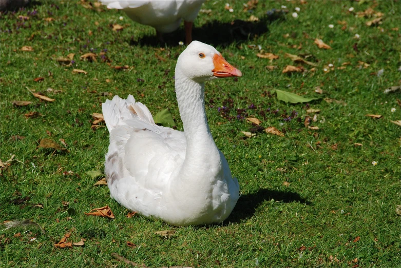 three geese are walking in a grassy area