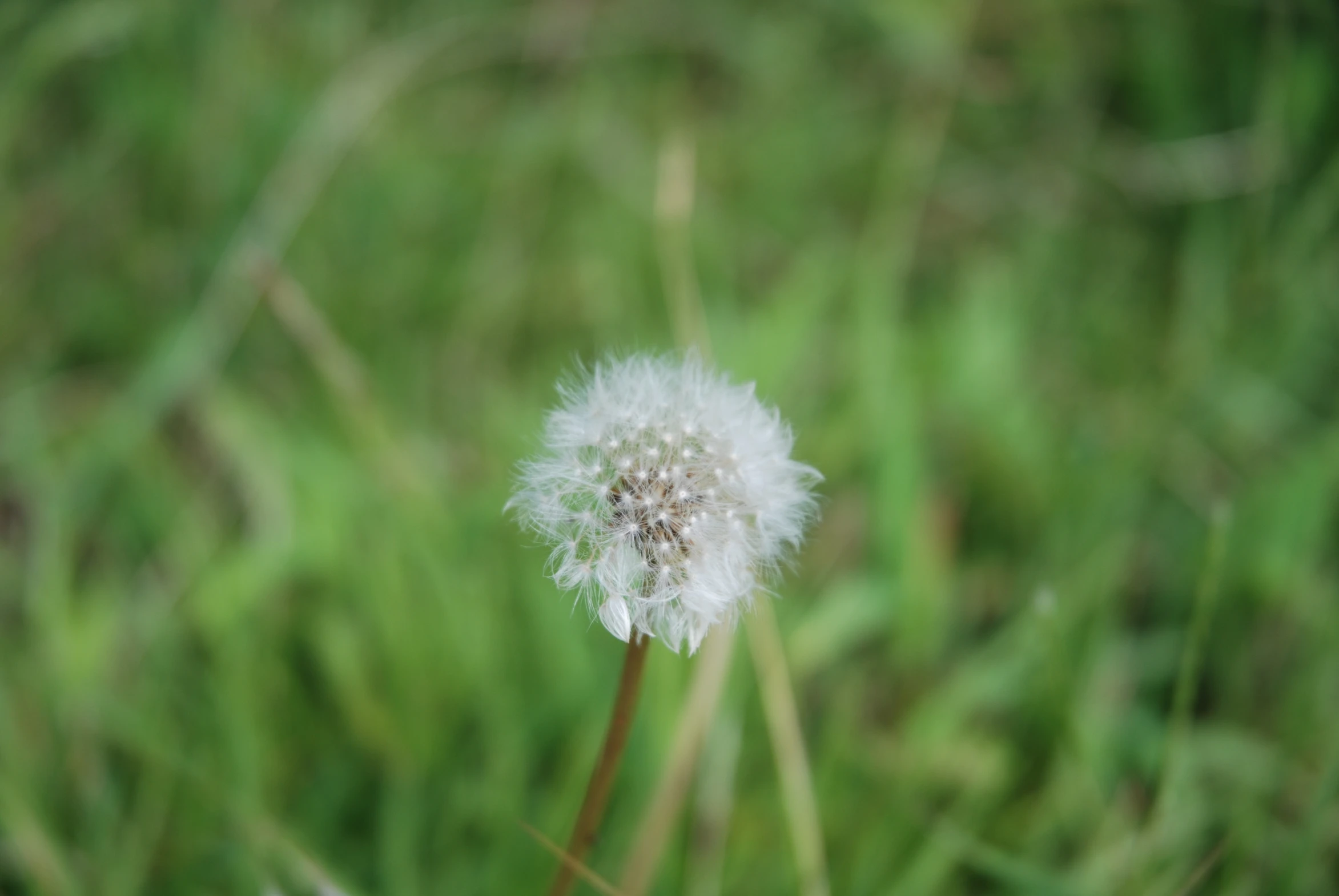 a dandelion in the middle of grass