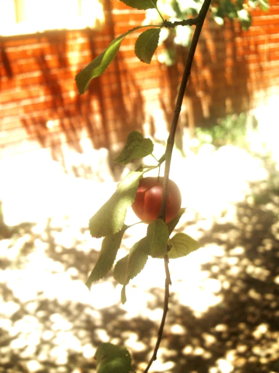 a single berry sitting on top of a green nch