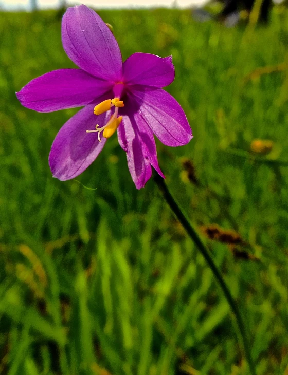 a single purple flower in a green field