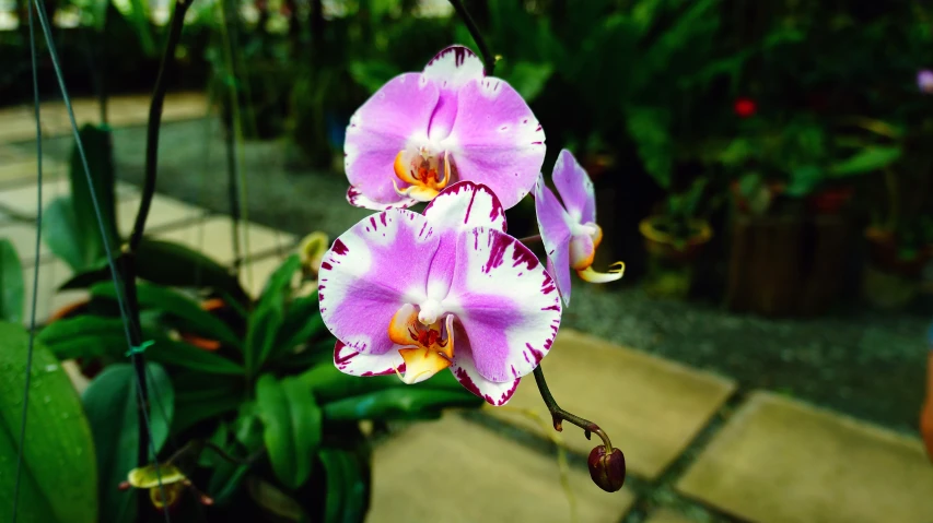 purple flowers in pots near other plants