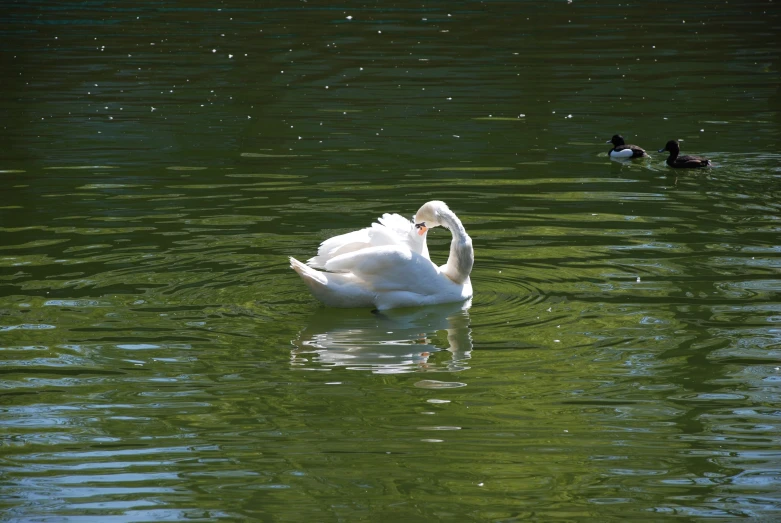 a white swan swimming on top of a lake