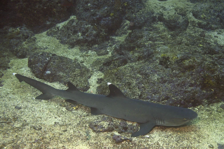 a black and white shark swimming near rocks