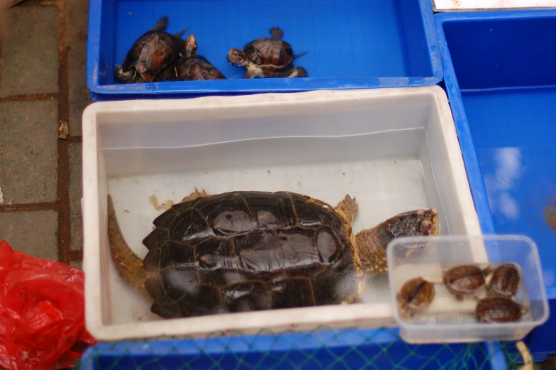 two baby turtles in plastic containers one inside a bowl