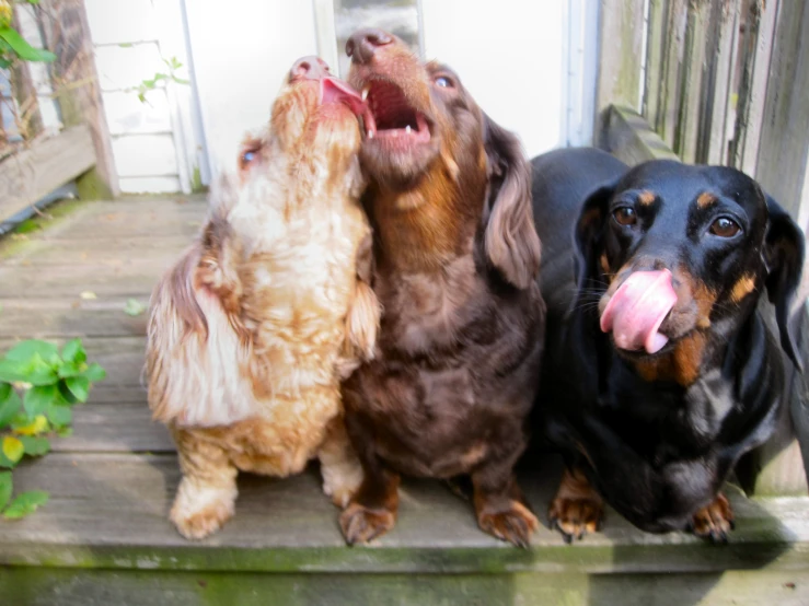 four dogs one sitting on the other's lap and some standing on the side of a deck