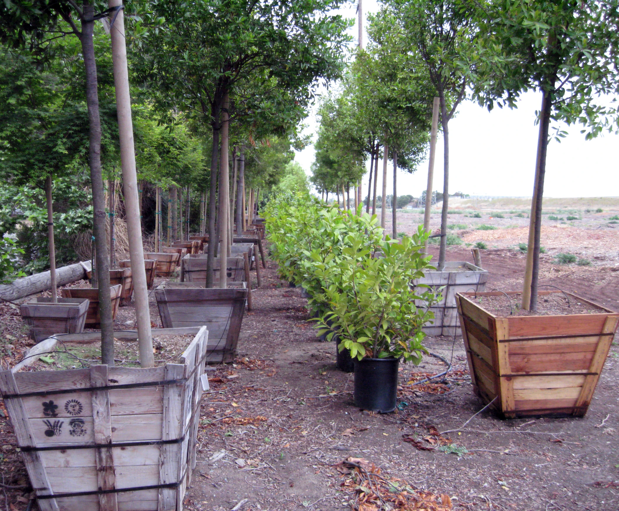 row of trees and planters line up on the ground