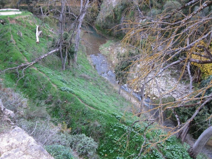 the trees and grass are around the river