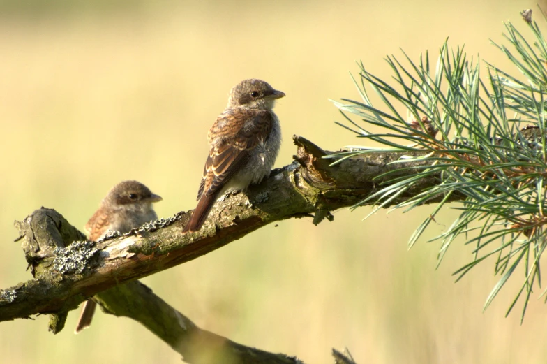 two little birds are sitting on a nch