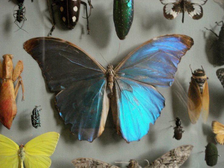 colorful bugs and insects sit on display with a glass back board