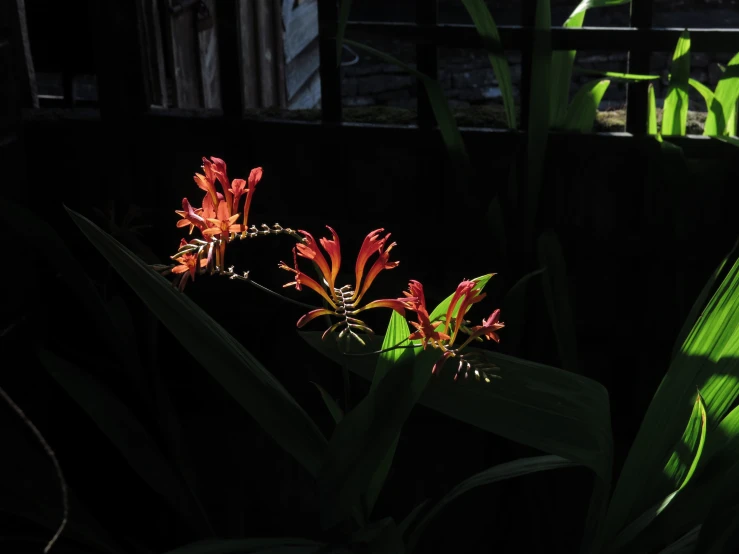 three flowers stand in the dark on a sunny day