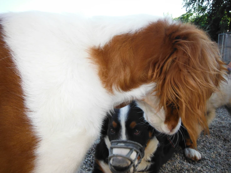 two dogs are shown laying together in the gravel