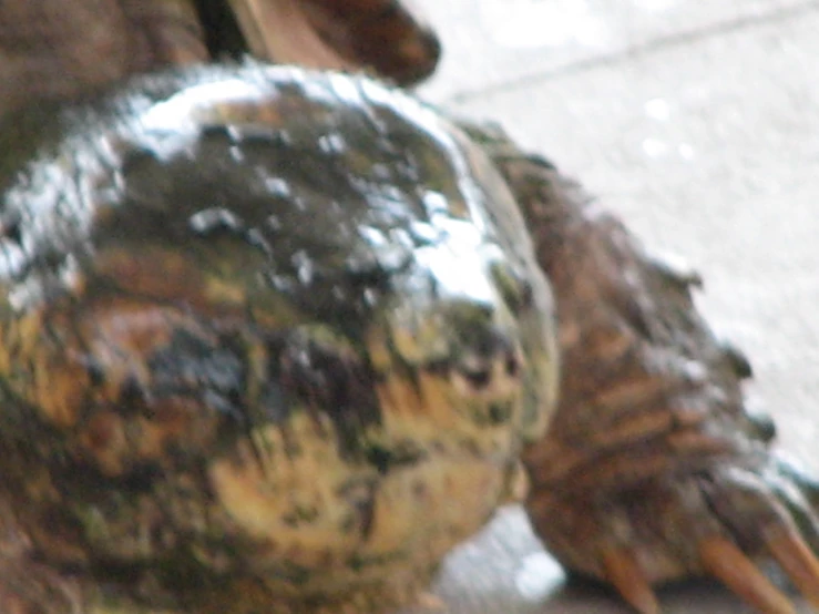 a turtle with his head resting on the ground