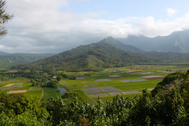 a wide area that has some green plants