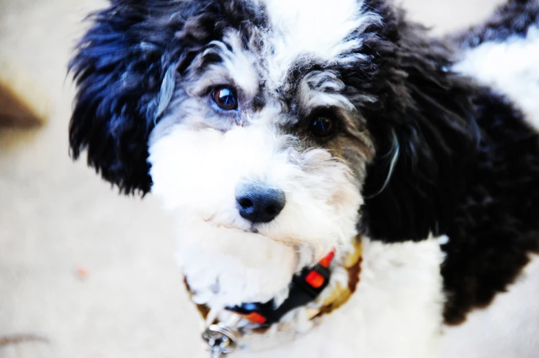 a dog looks down from his front leash