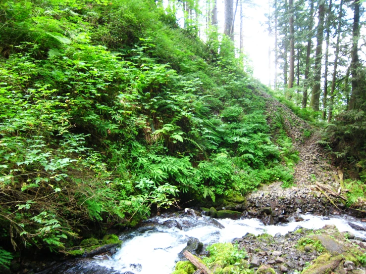 stream running along the side of a wooded hill