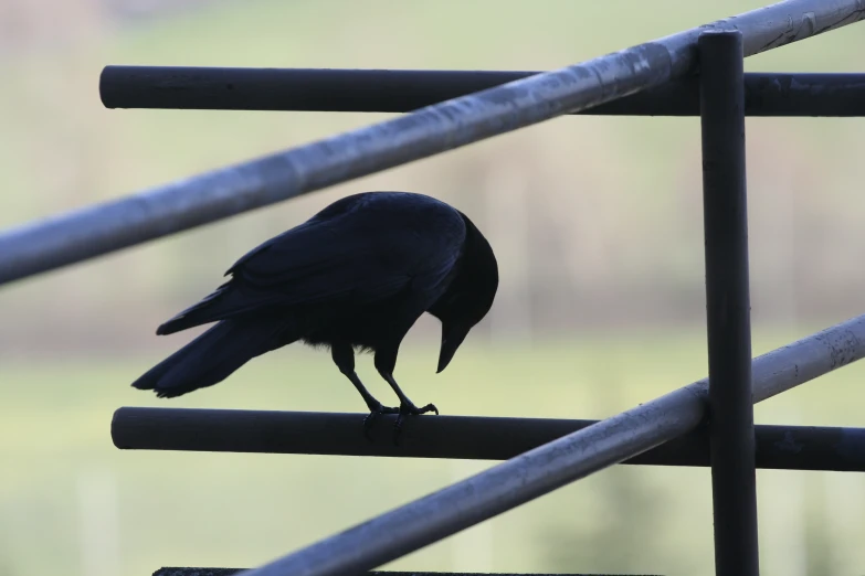 a black bird sits on the railing of a fence