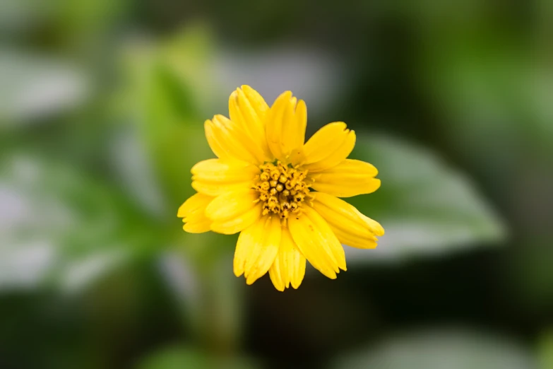 a bright yellow flower with some green leaves in the background