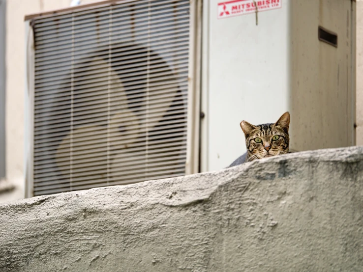 a cat in the background with blinds behind it