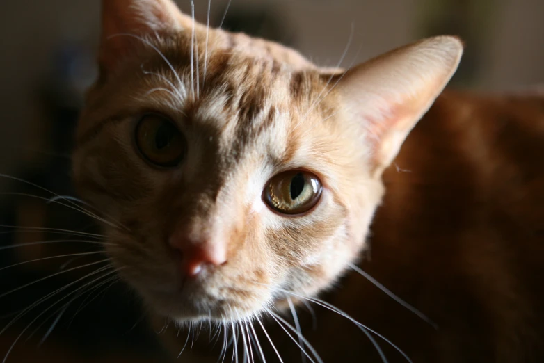 an orange cat with green eyes looking at the camera