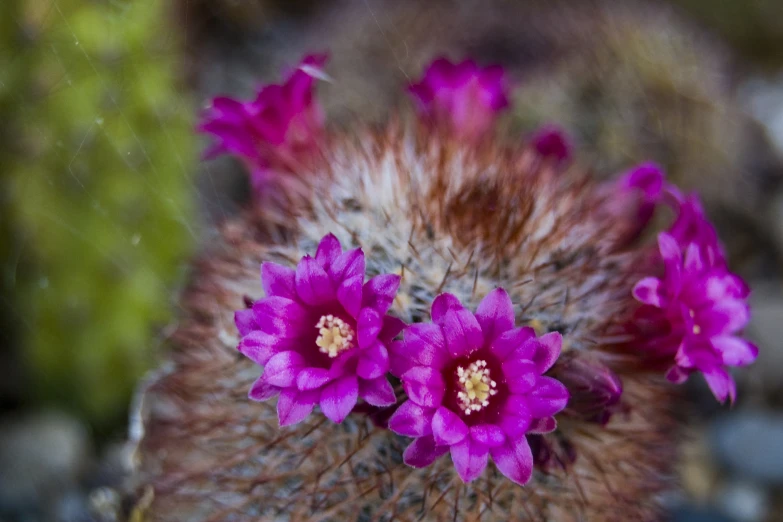 some very pretty purple flowers growing from some rocks