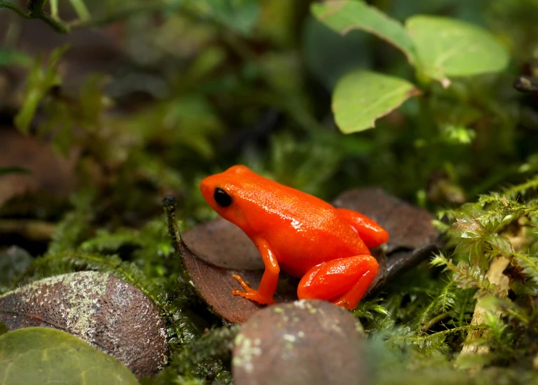 a small red frog sitting on green moss and rocks