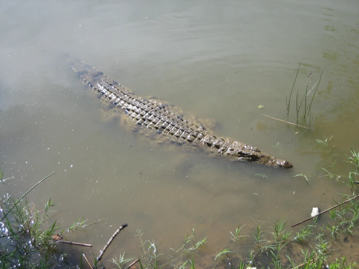 a alligator is in the water alone